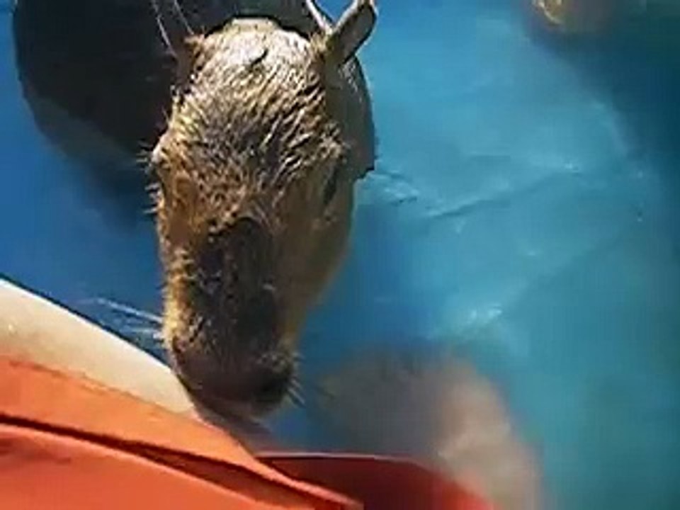 Caplin Rous, a baby capybara, playing with feet in a pool