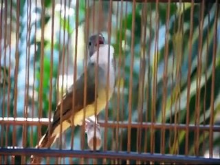Burung Master : Cucak Jenggot Istimewa