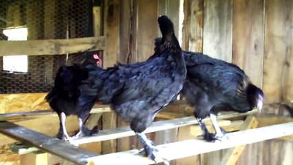 Three French Black Copper Marans Chickens