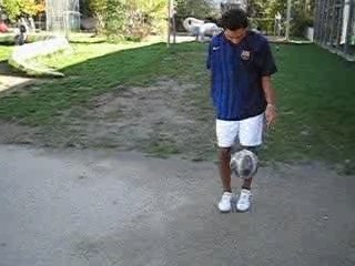 Komball