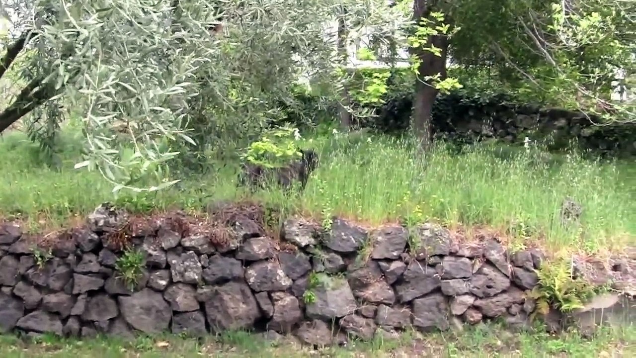 Cane Corso Italian Mastiff