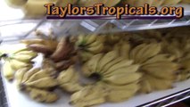 16 Mango Varieties, 1 Fruit Room! via Taylor's Tropicals!