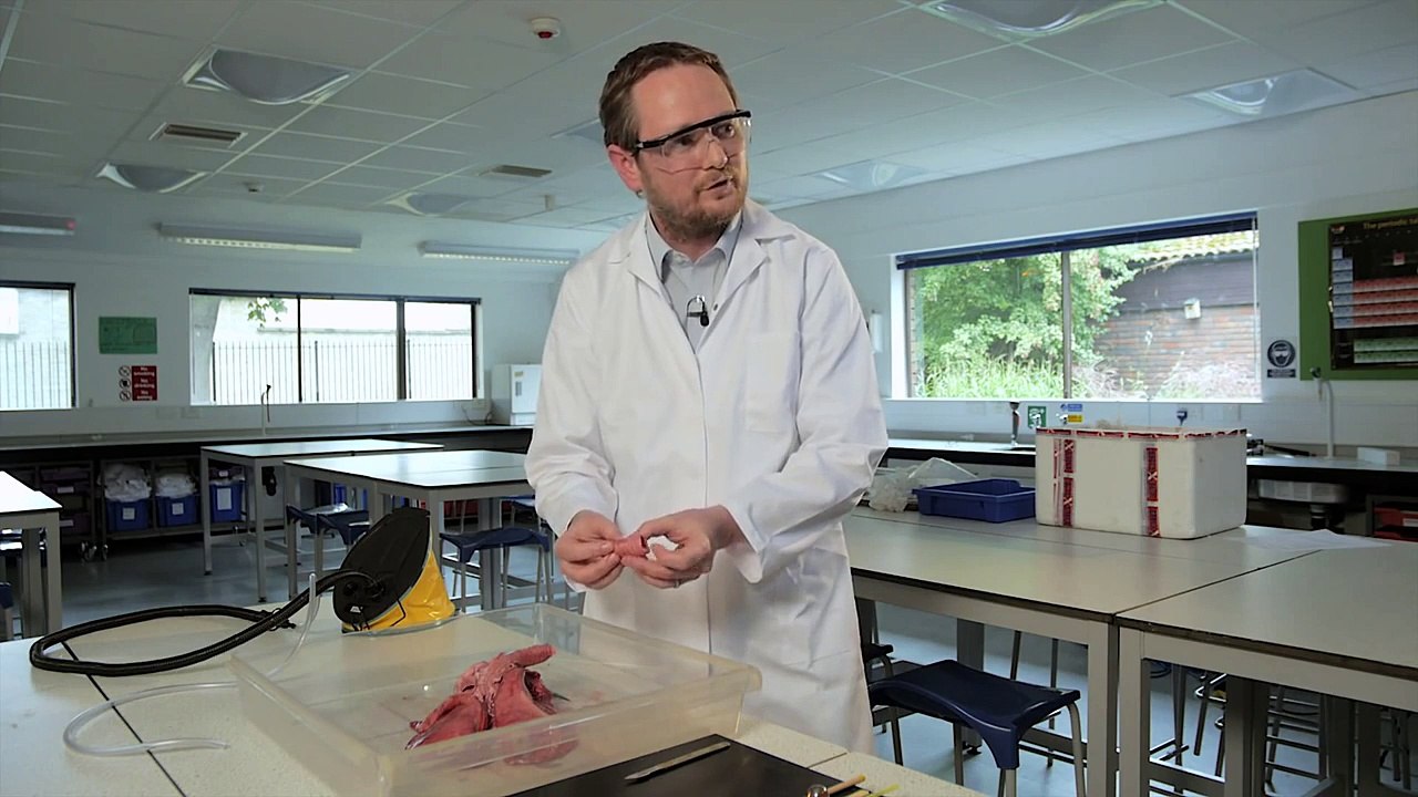 Pluck Dissection demonstration Get set...demonstrate for Demo Day