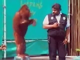 Funny Orangutan Show