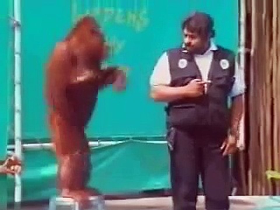Funny Orangutan Show