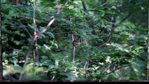 Japanese Paradise Flycatcher  / 긴꼬리딱새 육추