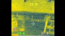 Coyotes and rabbits caught on thermal camera.