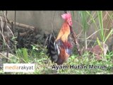 Ayam Hutan Merah or Red Junglefowl In Petaling Jaya Malaysia