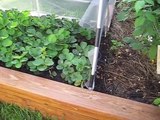 Raised Garden Beds: How To Build