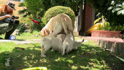 Adorable Yellow Lab Puppies Love Their Mama
