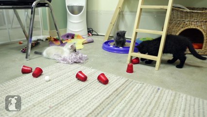 Kittens Go To College and Play Flip Cup