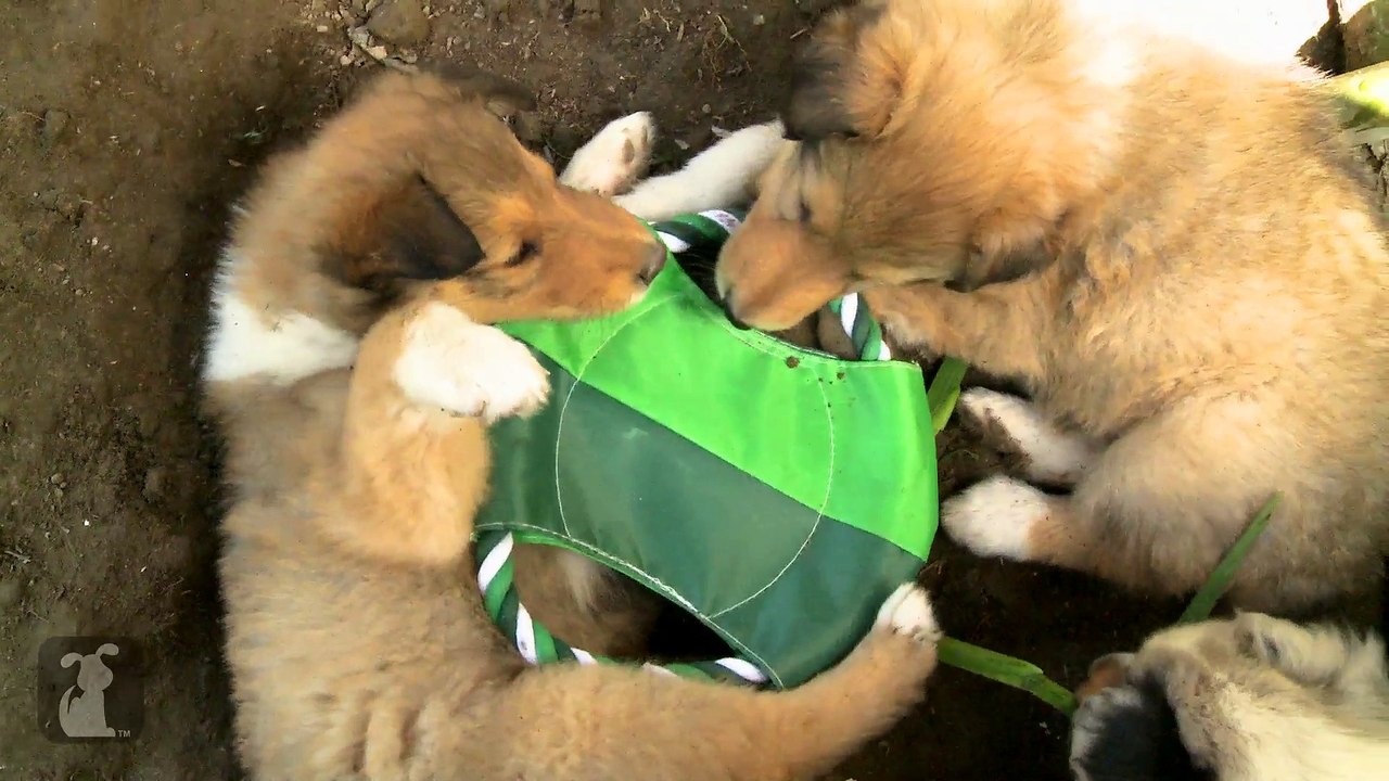 Little Baby Lassies!