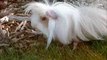 Guinea Pig for Sale; Get Your Best Guinea Pig for Sale