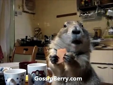 Praire Dog Eats Cookie and Listens to Feist