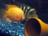 Rose Queen and Barred Midas PAIR of Cichlids 2