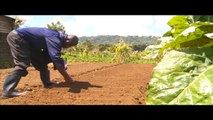 Smart Farm: Cabbage Farming