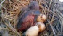 2012/6/8　ツバメの巣にカッコウのヒナが...。パート2。