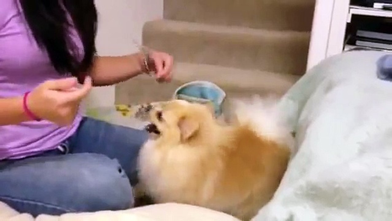 REALLY naughty Pomeranian Mr. Jack protects his den under my bed