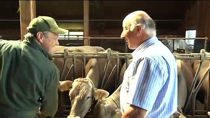 Abwärtstrend: Bauern sind durch den sinkenden Milchpreis erneut in ihrer Existenz bedroht