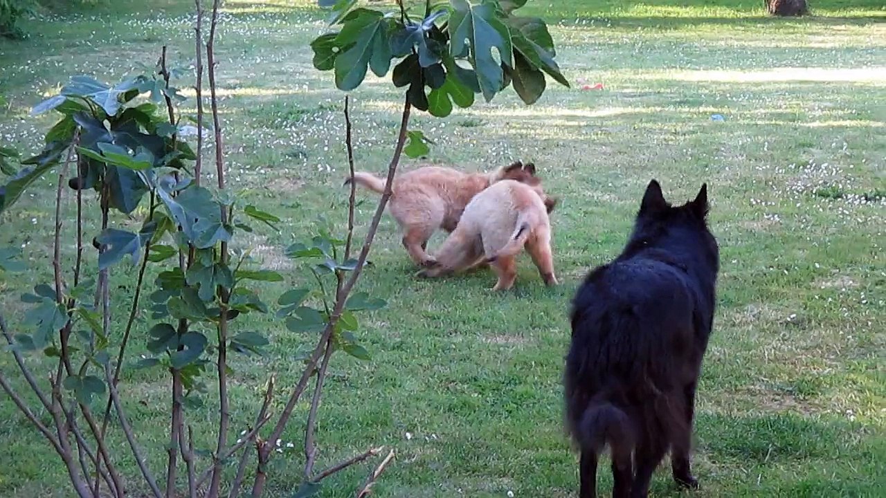 4 juin 2015 : Lara & Lady (10 semaines)