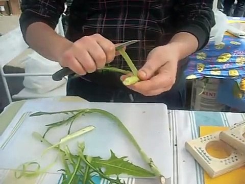 taglia puntarelle e puntarelle porta portese roma pulitura della pianta delle puntarelle
