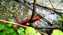 Spawning Salmon: Adams River, BC