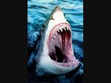 tiburones ,sharks ,mi animal favorito...,out the sea