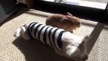 【うさぎとチワワ寄り添って日向ぼっこ】犬とうさぎも仲よくなれるよ　Chihuahua basking in the sun and rabbits get along side by side