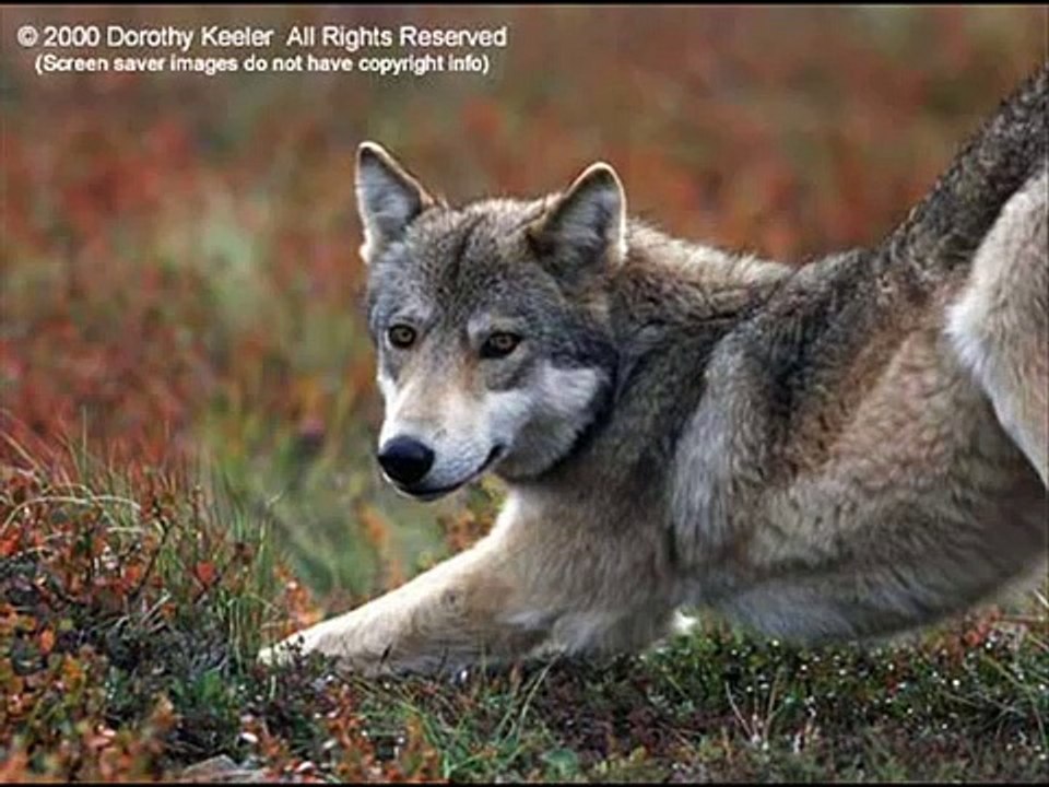 wolves gone wild