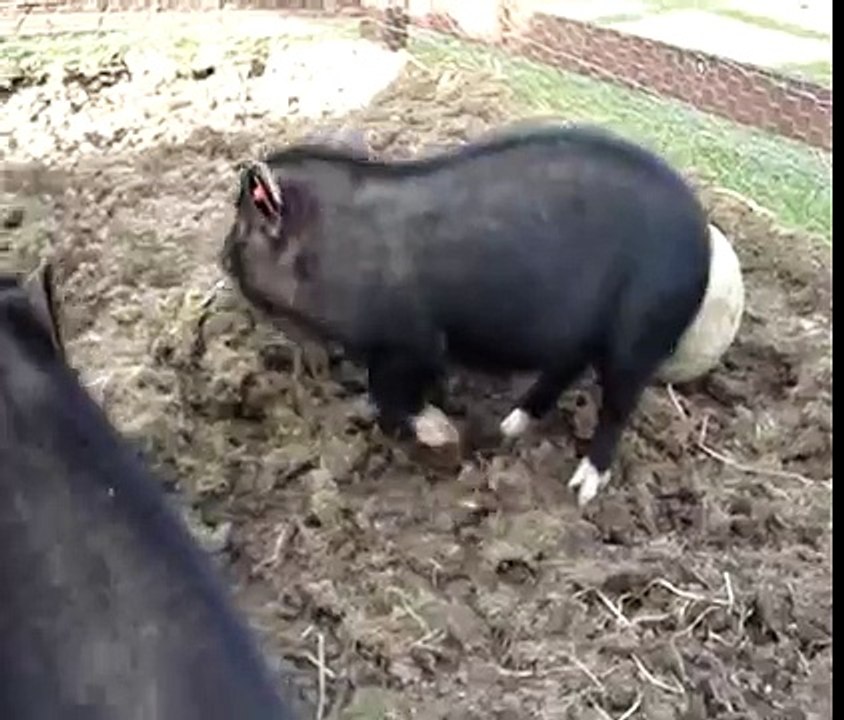 Our Piglets Rooting Around