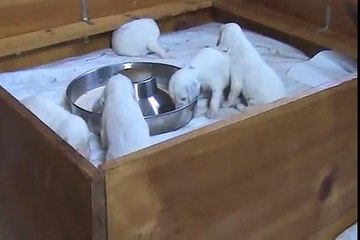 English setter puppies' first meal