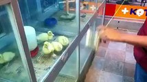 Adorable little ducklings follow every move of...?syndication=228326