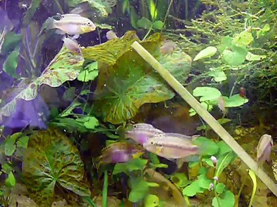 tribu de Pelvicachromis Subocellatus