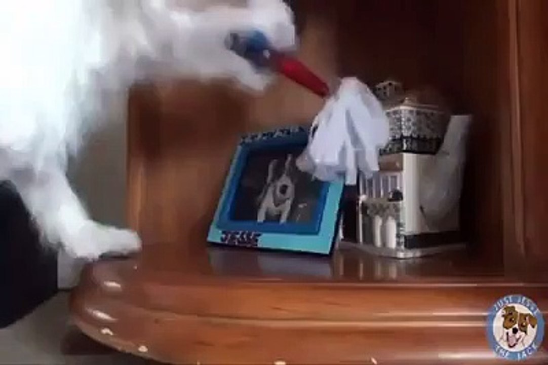 Intelegent Dog Amazing
