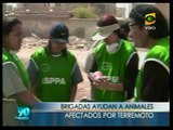 Terremoto-Perú: Animales Sobrevivientes
