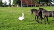 Paard komt te dicht in de buurt van zwaan met jongen