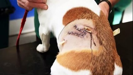 Deer attacks dog [VOICE OVER]