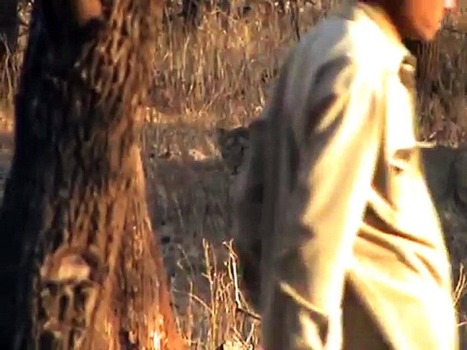 Indian wildlife- Lionesses, cubs at Gir