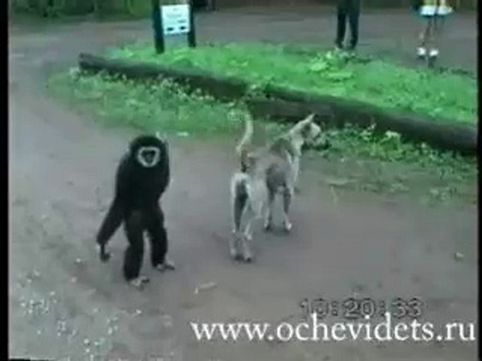 A dog v's A monkey