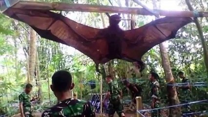 GIANT BAT CAPTURED, WHAT IS IT