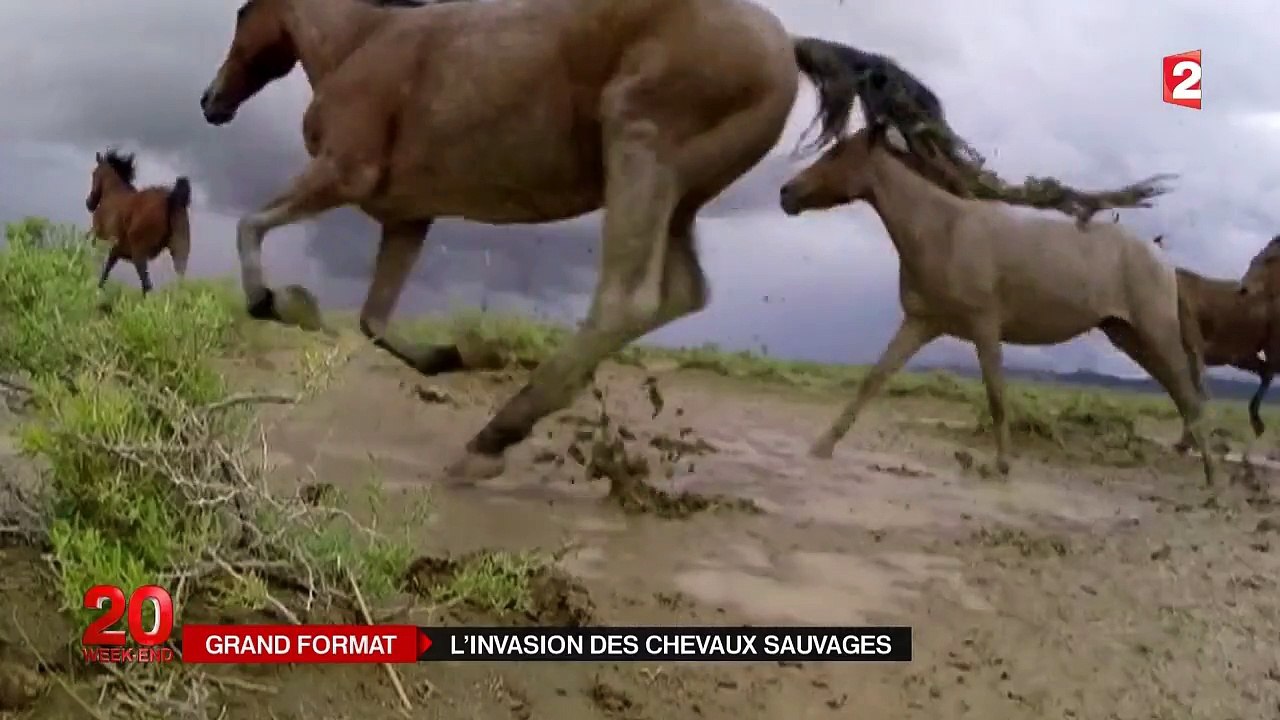 Les chevaux sauvages se reproduisent trop vite, un problème pour l'Ouest américain