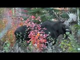 Moose hunting in Atikokan Ontario