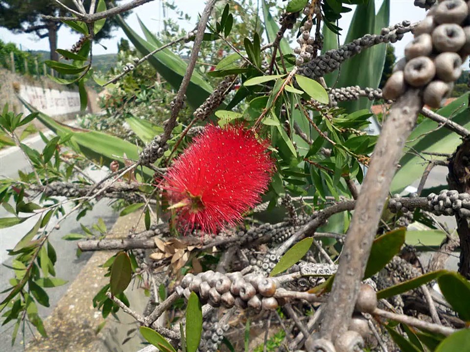 sur les traces du roc d azur