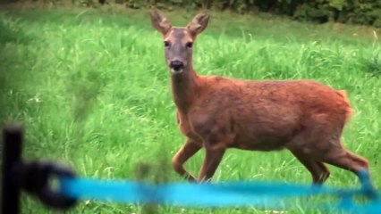 Comment appeler les chevreuils ?