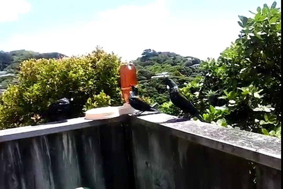 A tūī or two - or more