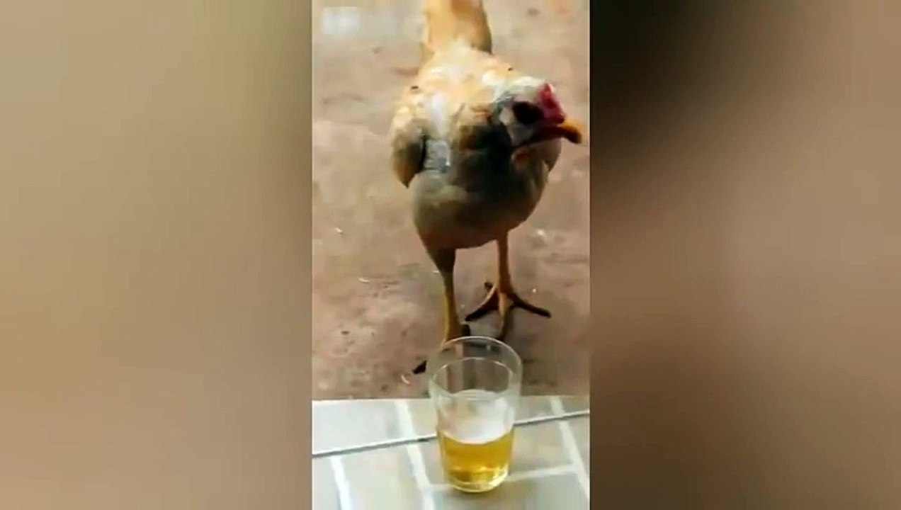 This Chicken Definitely Has a Drinking Problem