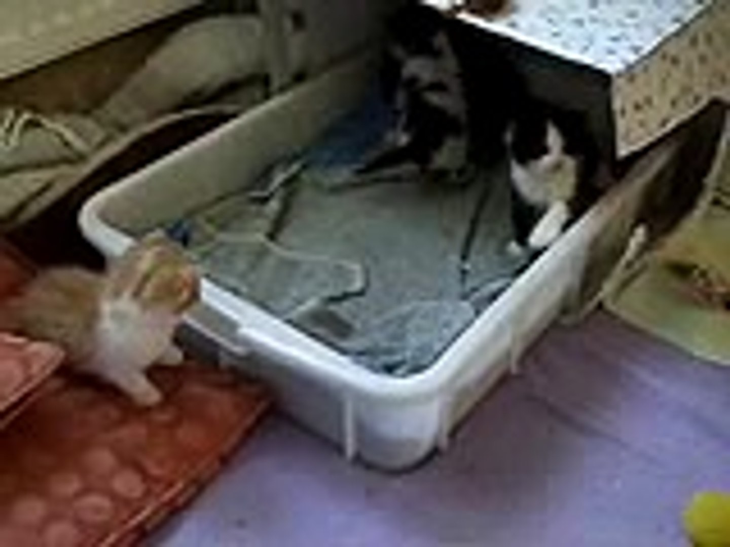 Drunk Kittens