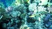 Unterwasserhausriff Reef Oasis Blue Bay Sharm el Sheikh
