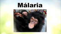 Malária - Oque é?, Sintomas, Diagnóstico, Tratamento e Prevenção