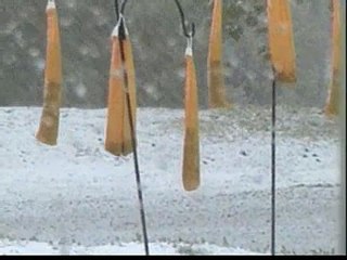 Hungry Finches in Snowstorm